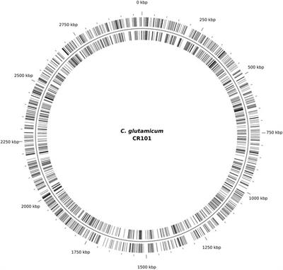 Construction of an IS-Free Corynebacterium glutamicum ATCC 13 032 Chassis Strain and Random Mutagenesis Using the Endogenous ISCg1 Transposase